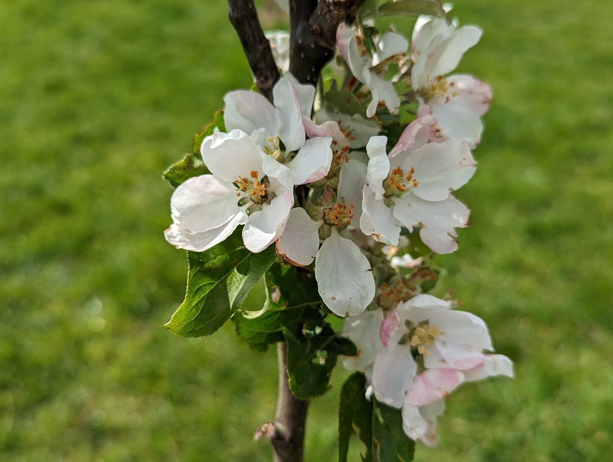 HaileyPkCardiff's tweet photo. We have blossom on one of newly planted trees in our orchard &amp; its also #BlossomDay today
@ProjectOrchard #OrchardsEverywhere https://t.co/fkULTAgvuF