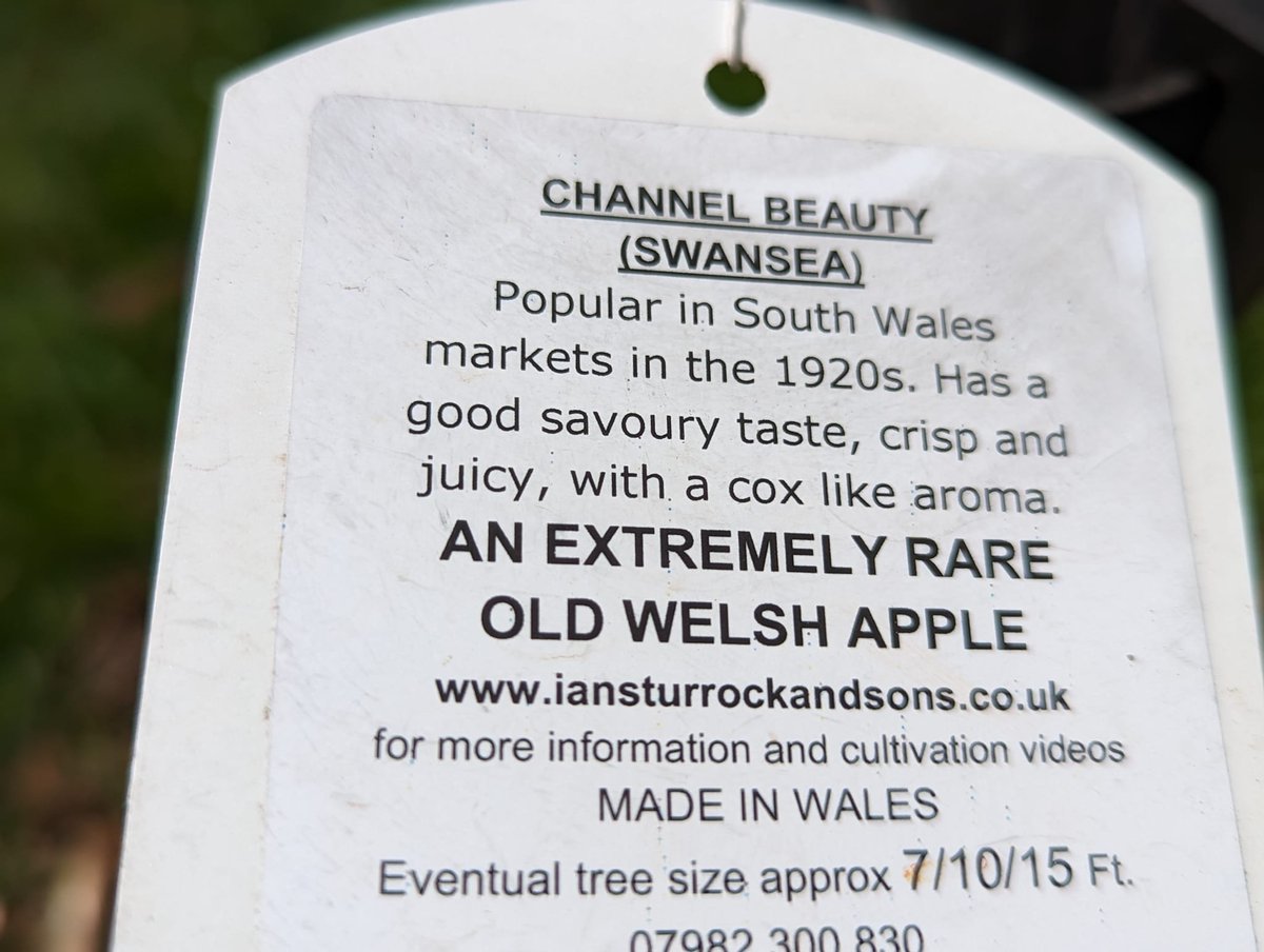 We have blossom on one of newly planted trees in our orchard &amp; its also #BlossomDay today
<a href="/ProjectOrchard/">The Orchard Project</a> #OrchardsEverywhere