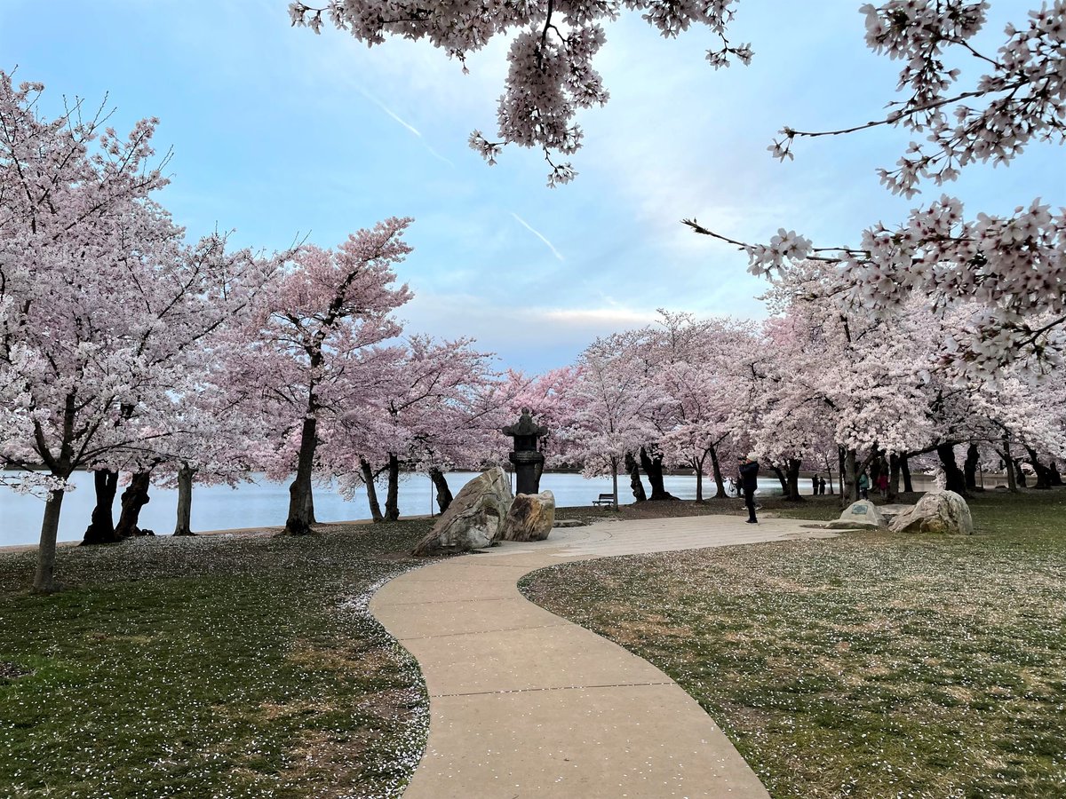 NationalMallNPS's tweet photo. Once known as the “City of Trees,” #WashingtonDC has amazing native flora, enhanced by tree species brought to the city from around the world. On #ArborDay, every day &amp; every season, we'll celebrate them all.🌳🌳🌳 https://t.co/cPGWNa1AGX