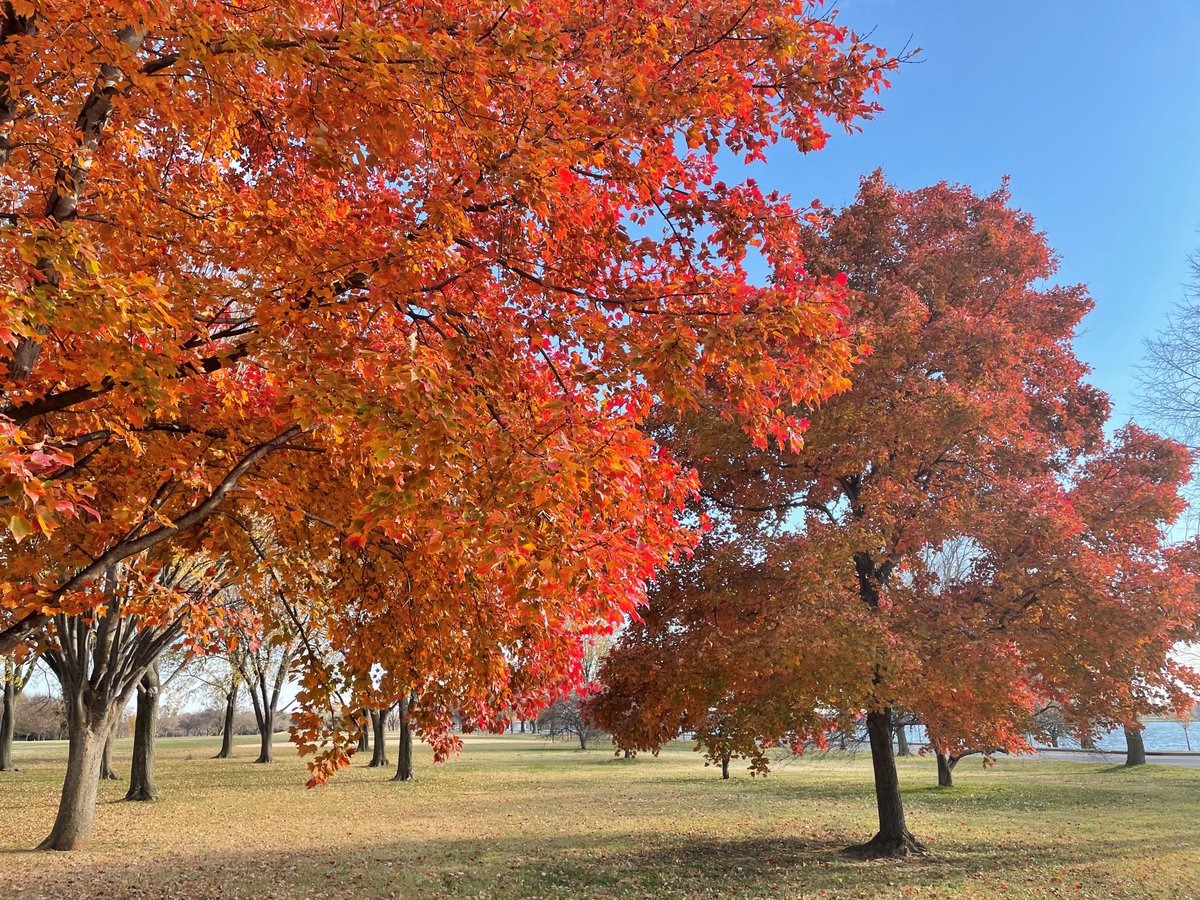 NationalMallNPS's tweet photo. Once known as the “City of Trees,” #WashingtonDC has amazing native flora, enhanced by tree species brought to the city from around the world. On #ArborDay, every day &amp; every season, we'll celebrate them all.🌳🌳🌳 https://t.co/cPGWNa1AGX
