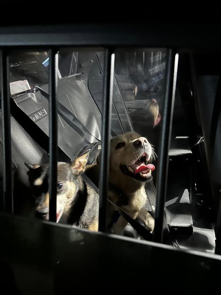 Double trouble?? This dynamic duo was having a fun night on the town in the <a href="/ChestnutRidgeNY/">Village of Chestnut Ridge</a> . RPD was then able to locate these two pups and successfully return them to their owner.
