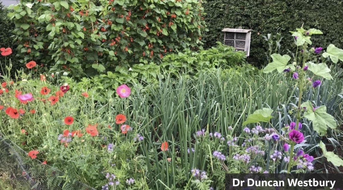 Tune into @GWandShows on BBC2 tonight, 28th April, & see our Bumblebird Mix at work for @DuncanWestbury 🌱

He has transformed his garden into a wildlife haven supporting insects, reptiles, birds & small mammals.

Watch live at 9pm or on iPlayer.
#bbcgardenersworld #cotswoldseeds