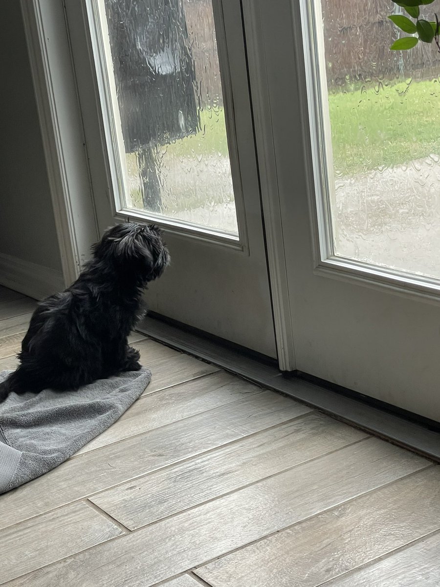 CandaceHavens's tweet photo. Mr. Poe suggests taking the day off. The plan is to play toys and watch #swedishdeathcleaning on @peacock Mom is tired and needs a reset. So I said play with me all day. You’ll feel better. #puppies #shorkies #dayoff #playhooky #cleaninghacks #organizingtips #mysterywriter https://t.co/Xy16WM71c3