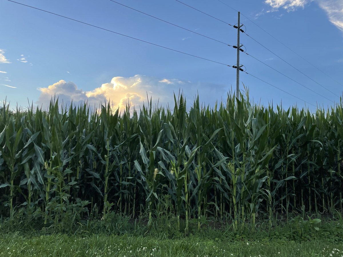 Farm3rsDaught3r's tweet photo. OSU Extension is looking for our next Assistant Director for Agriculture and Natural Resources! Come help us maximize our impact to Ohioans and set the vision for our future! https://t.co/jvsNN2LqRE https://t.co/rwjVEikW8t