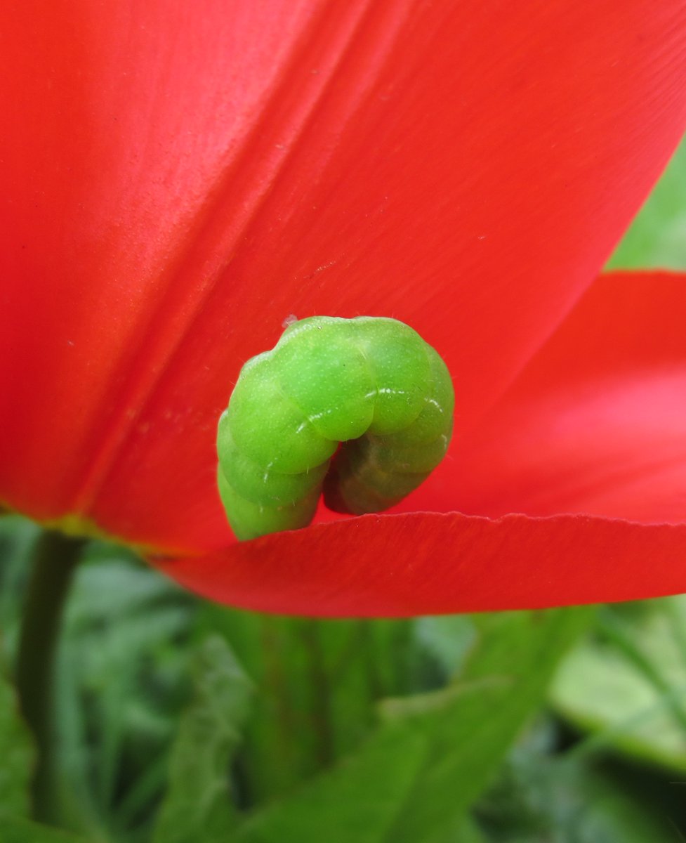 Definitely did not see you from about five meters away 😉
Green-veined White caterpillar.