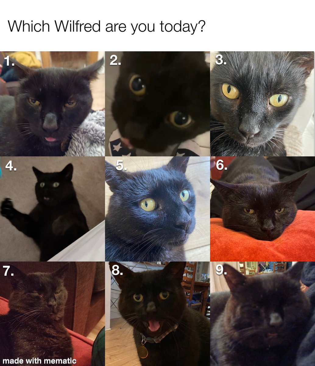 VerityMBruce's tweet photo. My friend said she wanted me to make one of these with my cat, so here it is for everyone #blackcat https://t.co/ZMXV0N379S