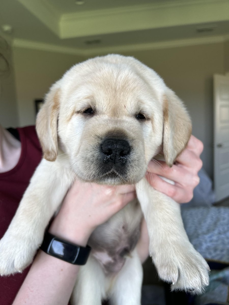 G FUEL® FudgeXL on Twitter "The newest addition to the Fudge Family