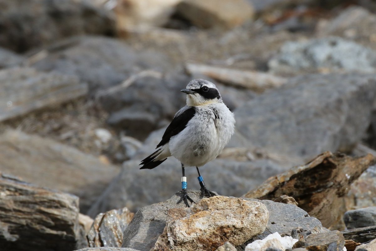 Using multi-sensor geolocators, Y. Rime, <a href="/rafnuss/">Raphaël Nussbaumer</a>, @biobriedis, <a href="/MarthaMariaSan/">Maria Sander</a>, <a href="/DanC_eco/">Dan Chamberlain</a>, <a href="/vamrhein/">Valentin Amrhein</a>, @BBirdClock,  et al. tracked Northern Wheatears and identified stopover and non-breeding sites by correlating atmospheric pressure data. 1/4📷 Yann Rime