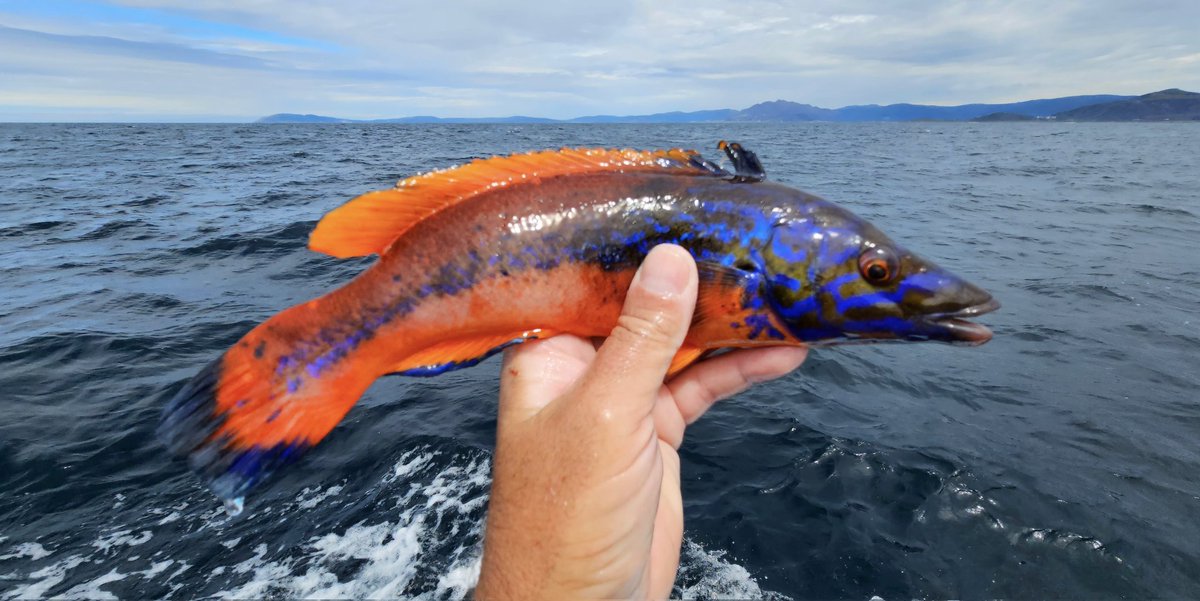 En primeir término, un escorobellón, por detrás, Fisterra. Os peixes do fin do mundo.