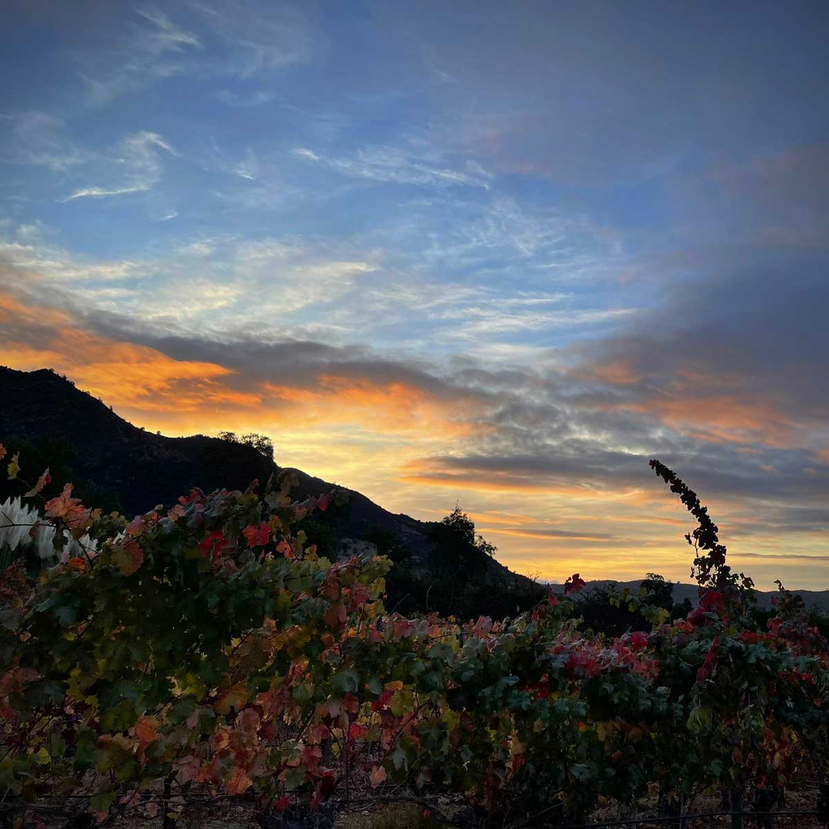 Atardeceres que enamoran en la viña. Te esperamos para vivir una experiencia apasionante paseando por nuestros viñedos para disfrutar del microclima y el paisaje del Valle de Lolol.

Agenda tu visita al +56966571097 o turismo@haciendaaraucano.cl ¡Te esperamos!