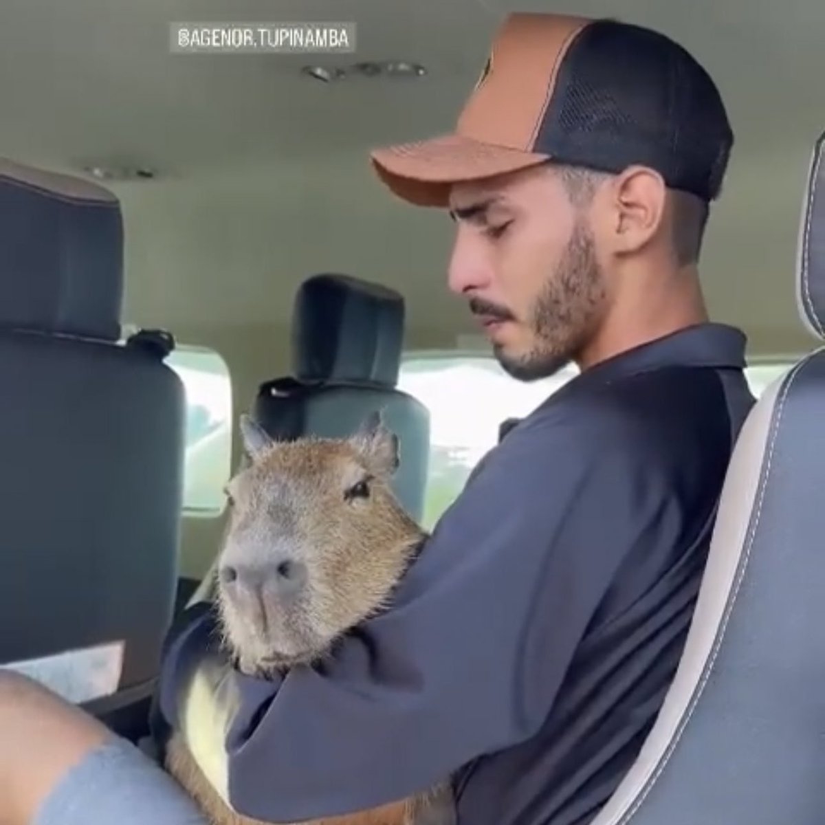 poptime's tweet photo. 🚨 VEJA: Após influencer Agenor afirmar que irá entregar a capivara Filó para o IBAMA, Luisa Mell comentou sobre o caso.

“Ela vai ser reintroduzida na natureza. É importante que saibam que só é possível fazer isso enquanto ela for filhote, se não eles rejeitam”. https://t.co/qwSbfohaTD
