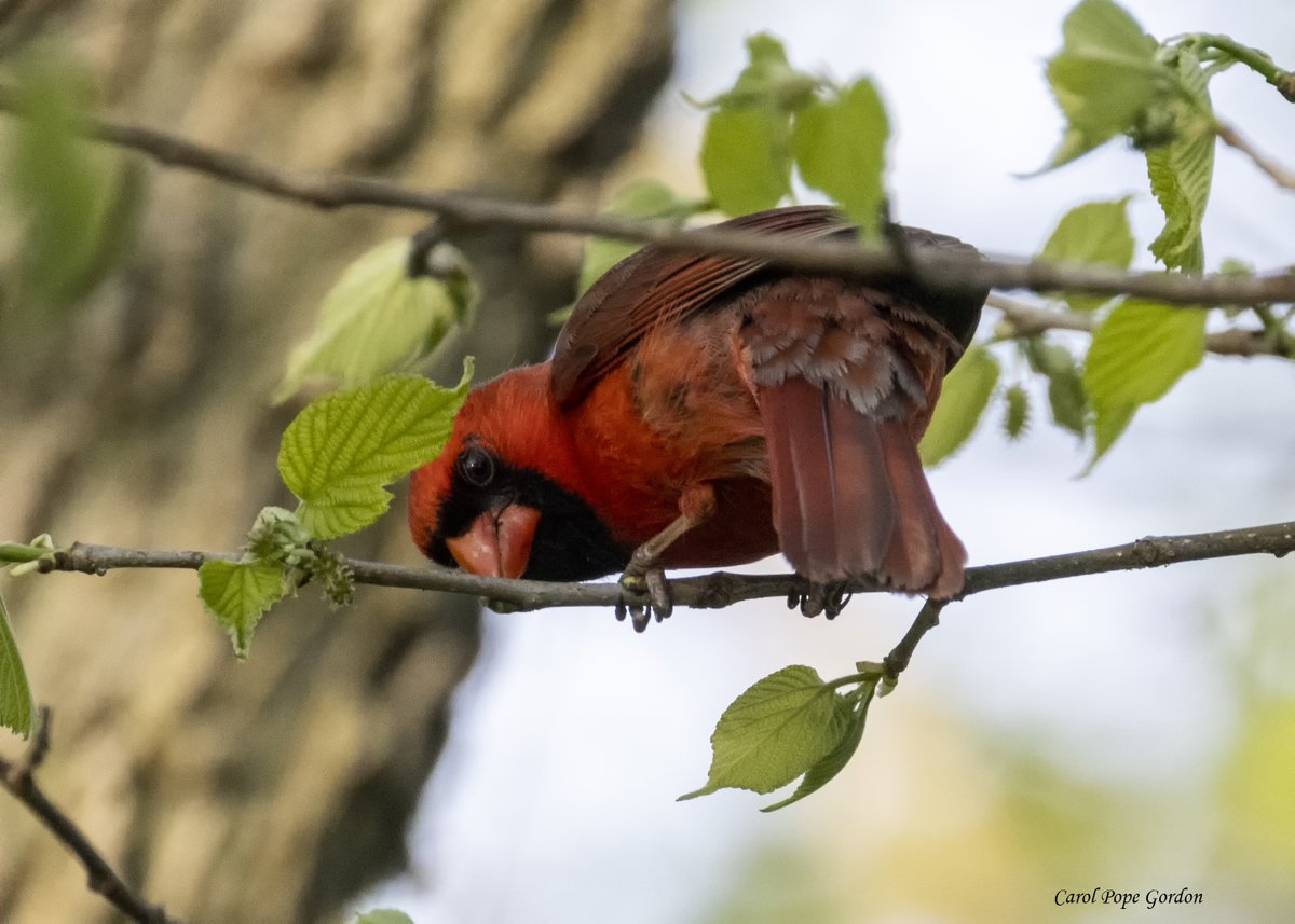 Peekaboo!
#NorthernCardinal #BirdTwitter #birdphotography #NaturePhotography