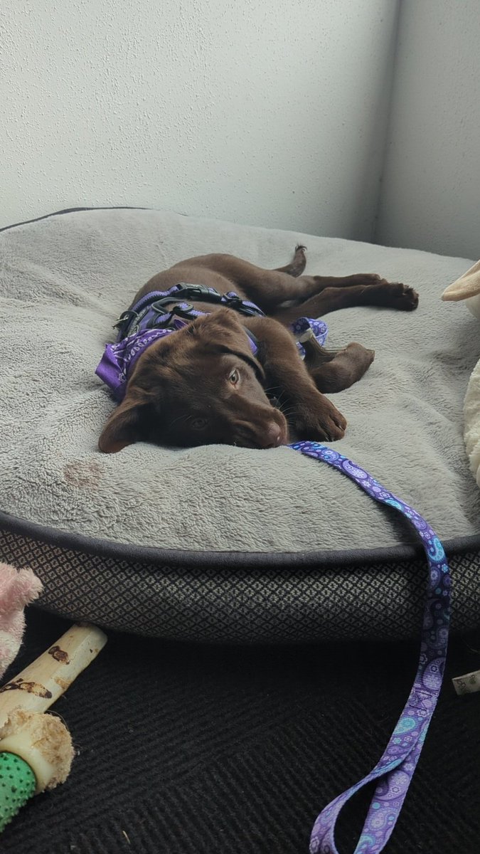 Friday Vibes 
ft. some of the Paw Support team 🐾🐾🐾🐾🐾🐾