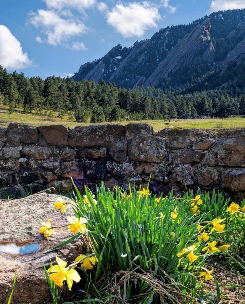 Blooming with good vibes ⛰️💛 #visitboulder

📸: tomkingsford on Instagram