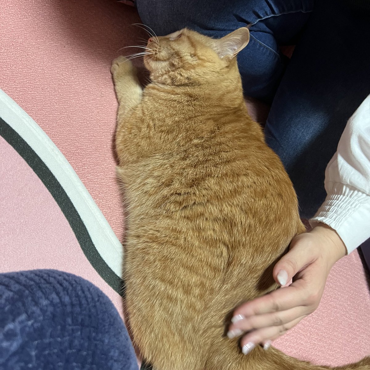 우주 원래 캣휠탈때 누가 잘한다잘한다! 하면 바로 내려오는데 오늘 만난 누나친구는 일본인이라 스고이스고이 하니까 못알아듣고 계속탐 ㅋㅋㅋ 웃겨