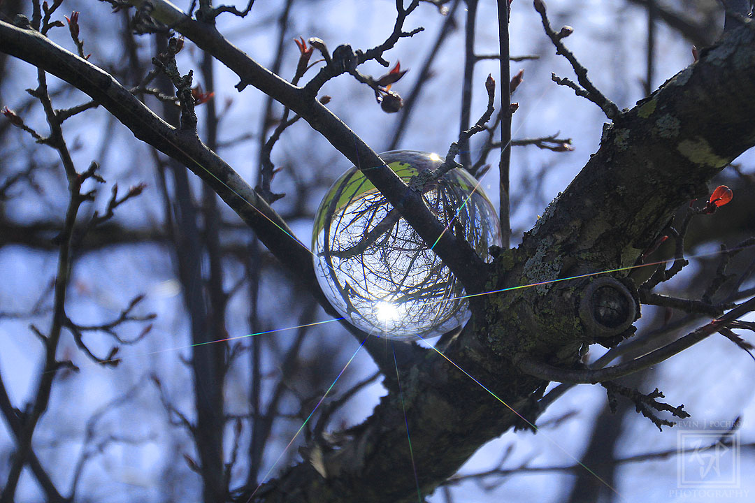 Mid spring with my #CrystalBall in a #CrabAppleTree. (4-20-2020) #KevinPochronPhotography #kjpphotography 

#Canon #CanonFavPic #ShotOnCanon #Canon60D #CrystalBallPhotography #LensBall #Photography #NaturePhotography #Nature #Tree #sky #spring #Wisconsin