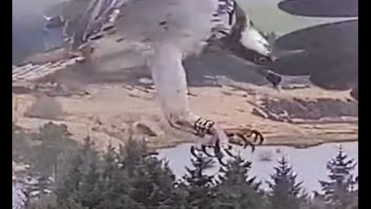 harbourbirds's tweet photo. One of our 2 year old Ospreys from our 2021 translocation has been seen. Female 372 was spotted on a nest cam, not here in Poole Harbour but yep….you’ve guessed it…Wales!! At 11:30am she touched down briefly on the Llyn Clywedog nest. Thanks John Williams for info @timmackrill https://t.co/K2zw1r4DXE