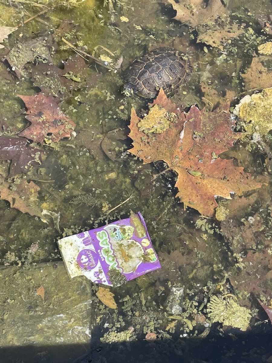 businko's tweet photo. @Ayto_Coslada ¿Que está pasando con el estanque de las tortugas del Centro de Transportes? Está lleno de plásticos, no tiene apenas agua, cero mantenimiento, las tortugas apenas pueden nadar https://t.co/sqmcNEvwx2