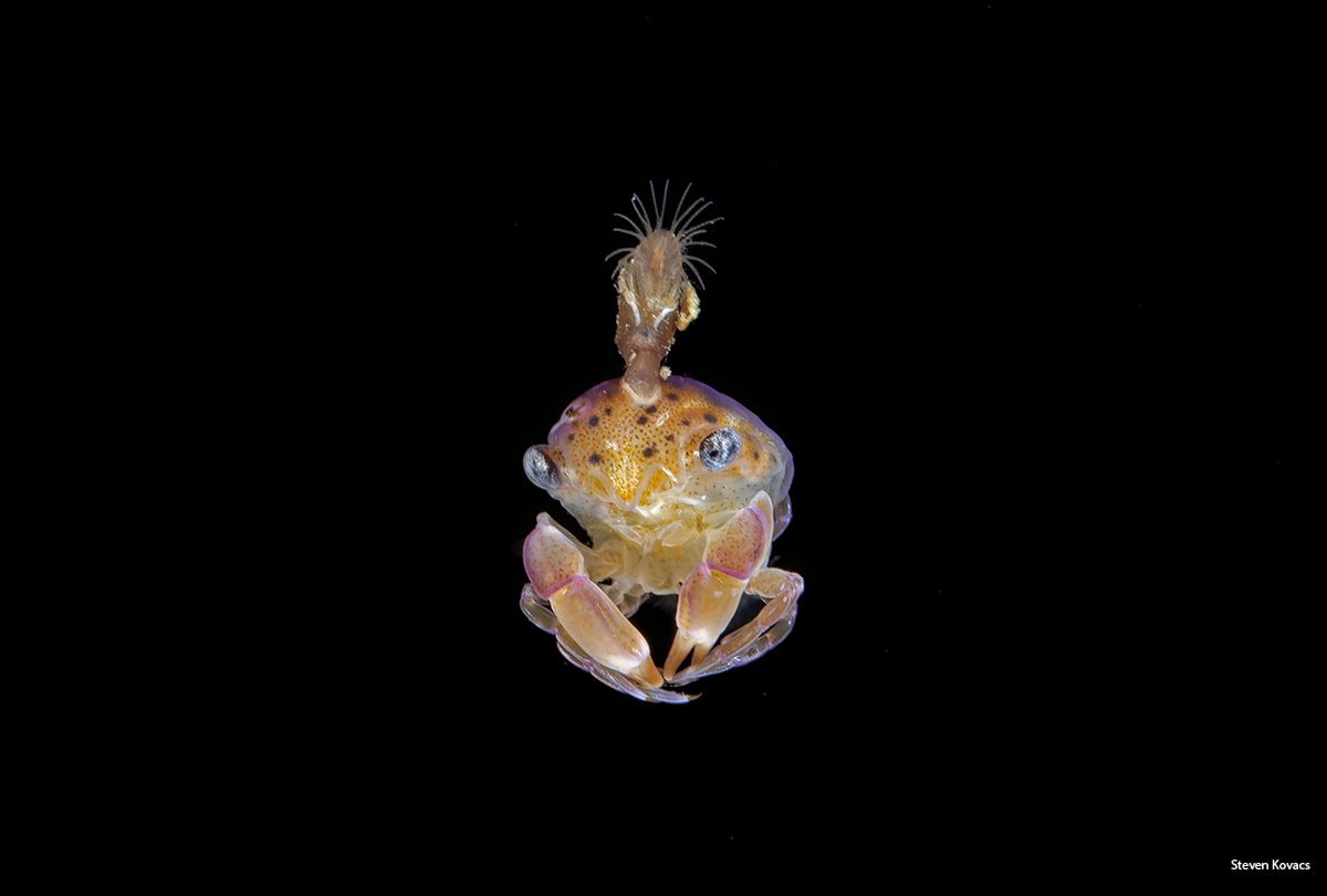 A Crab Megalopa larva keeping up with the newest fashion in underwater hats, a Barnacle.
Blackwater off Anilao, Philippines