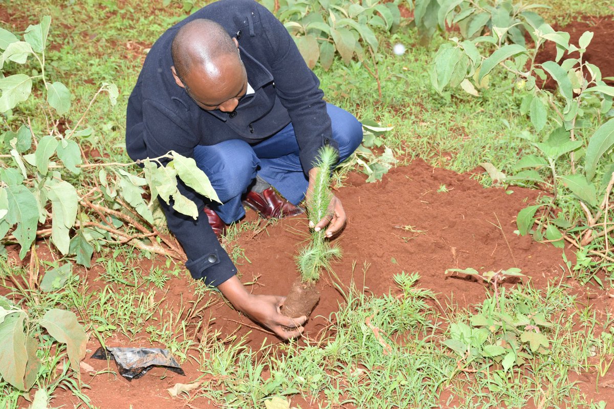 Diaspora_KE's tweet photo. Adoption of #Diasporaforest🇰🇪 which is in line with H.E @WilliamsRuto's commitment to plant 15 Billion trees by 2030, aligns with the @Diaspora_KE's mandate to mainstream Kenyans abroad into the national development processes and involvement in the Community. (2/2) #jazamiti https://t.co/2GLNIfrvYi