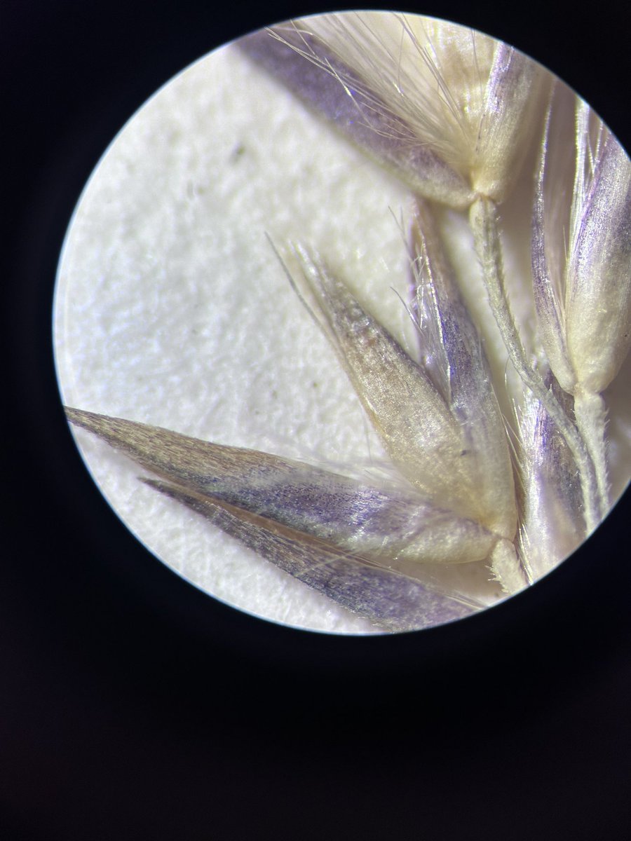 erinlpatt's tweet photo. I’m having a great time at the Edinburgh Herbarium looking at awns, but I’m surprised by how many species make such vibrant purple pigment! I love them all 💜 https://t.co/cNCetlnCSq
