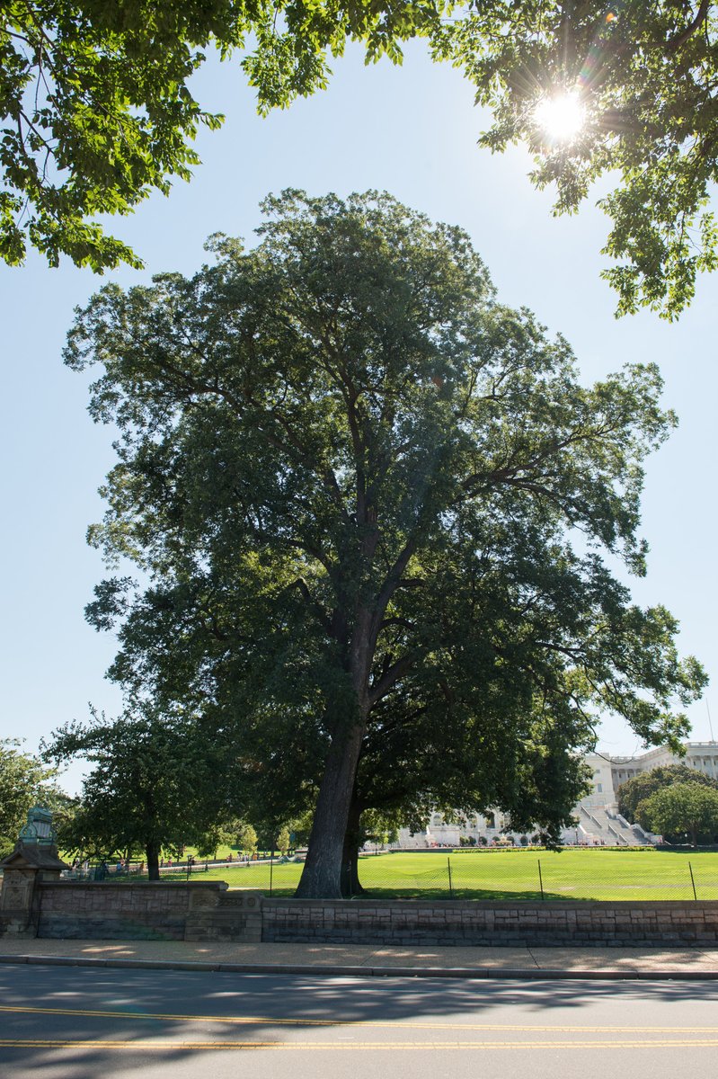 uscapitol's tweet image. This #ArborDay, we celebrate continued efforts to preserve and protect Frederick Law Olmsted's legacy — one of longstanding stewardship that's paying off every day: aoc.gov/explore-capito… 🌳