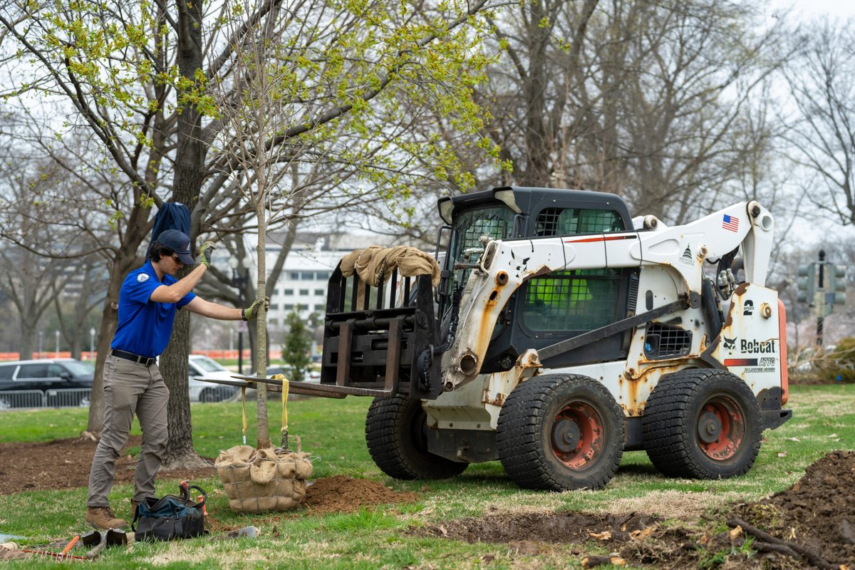 uscapitol's tweet image. This #ArborDay, we celebrate continued efforts to preserve and protect Frederick Law Olmsted's legacy — one of longstanding stewardship that's paying off every day: aoc.gov/explore-capito… 🌳