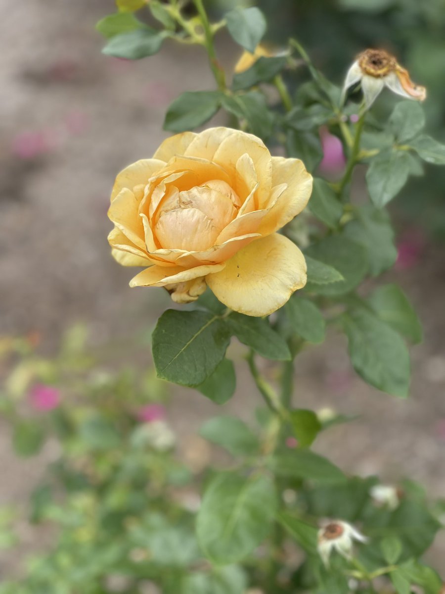 SenBryanHughes's tweet photo. The Tyler Rose Garden is in full bloom at the Texas Capitol.
#txlege https://t.co/xBY2yRooec