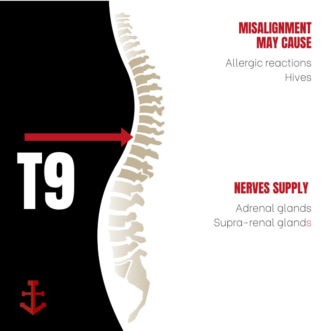 If there is pressure and irritation on the nerves surrounding #T9, we can see #allergicreactions and #hives.

With regular adjustments, we've seen significant improvements in those symptoms.

#Chiropractor #Chiropractic #Noblesville #Indiana #GetAdjusted #ChiropracticCare