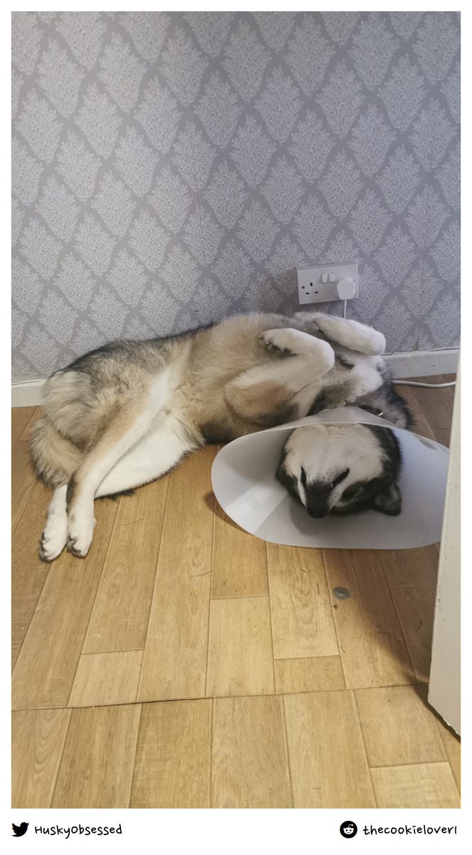 HuskyObsessed's tweet photo. Echos cancer free!!
#husky #siberianhusky #huskylove https://t.co/1UGkWw3LA6