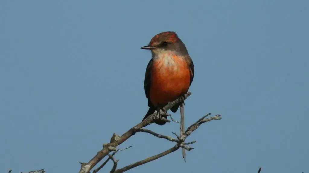 #Bird Banding Presentation with Master Bird Bander Sue Finnegan <a href="/ccmnh/">Cape Cod Museum of Natural History</a> on Tuesday, May 2nd! Learn about the diversity of birds on Wing Island and the importance of their protection from an expert who has banded over 58,468 birds on Wing Island! buff.ly/449nlV6 #nature