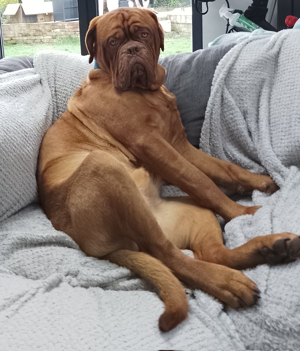 Tommo33s's tweet image. Happy 1st birthday to my best mate Sven. He's always there to calm me down and helps me relax. 👍🏻😉❤️. #bestmate #dougedebordeaux #frenchmastiff #birthday #braininjury #dementia