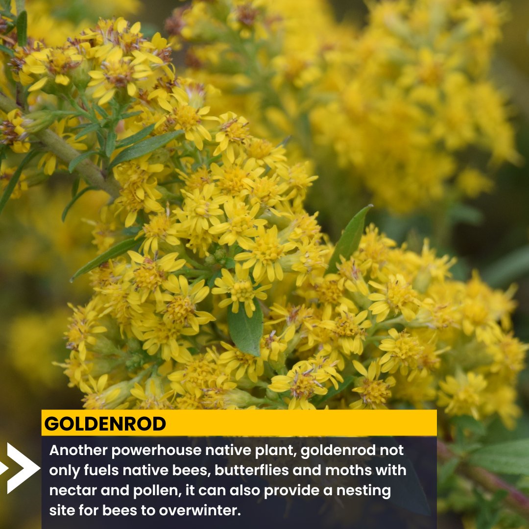 Garden4Wildlife's tweet photo. As wildlife gardeners, we know #nativeplants are better at supporting native wildlife than non-natives. But should some species be given preference over others? #KeystonePlants https://t.co/EZivAvCrlR