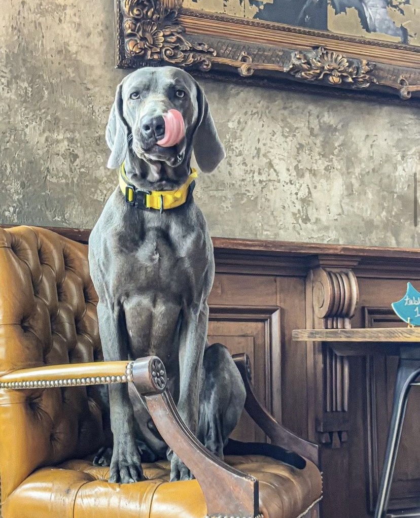 balhamnewsie's tweet photo. #DogsOfBalham The very distinguished Theodore - pub dog @thedevbalham - is ready for his Sunday roast! We hope you'll be enjoying one today as well! #Balham https://t.co/UxXD7pSyx4
