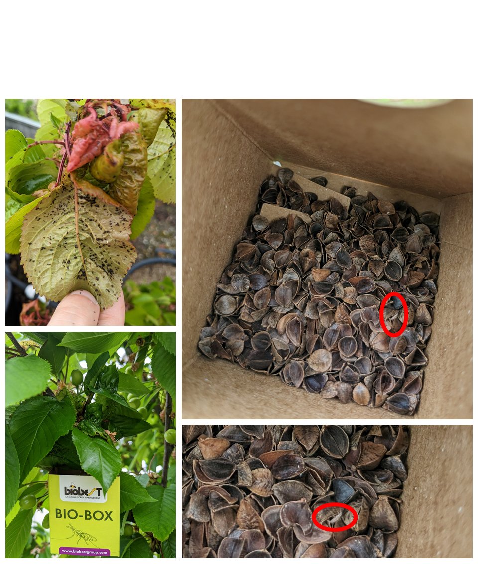 INRAE_BFP's tweet image. At @INRAE_BFP, #A3C team, we try biological control on #cherry tree using green laceving larvae to fight against aphids!