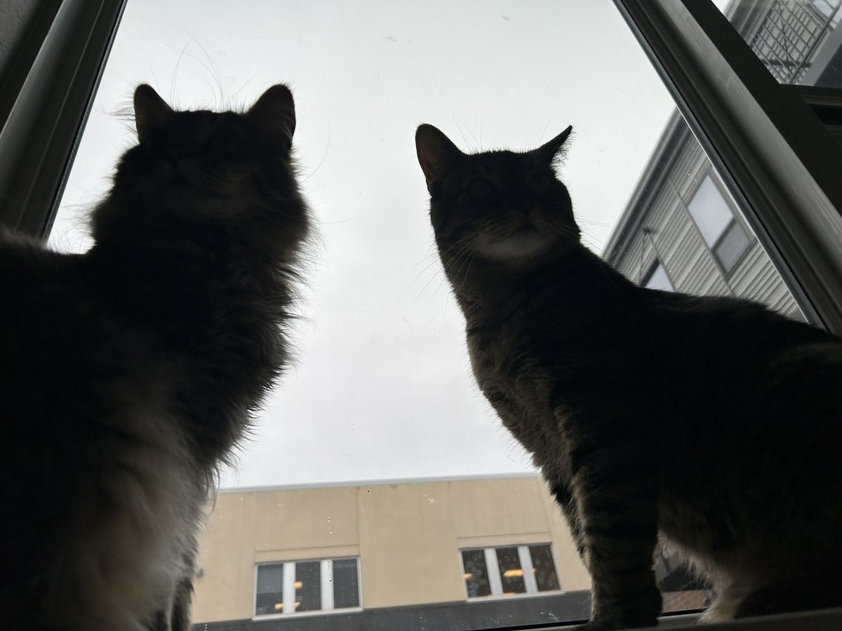 daggerglad's tweet image. Who’s that

Who are they

What are those

Who are you