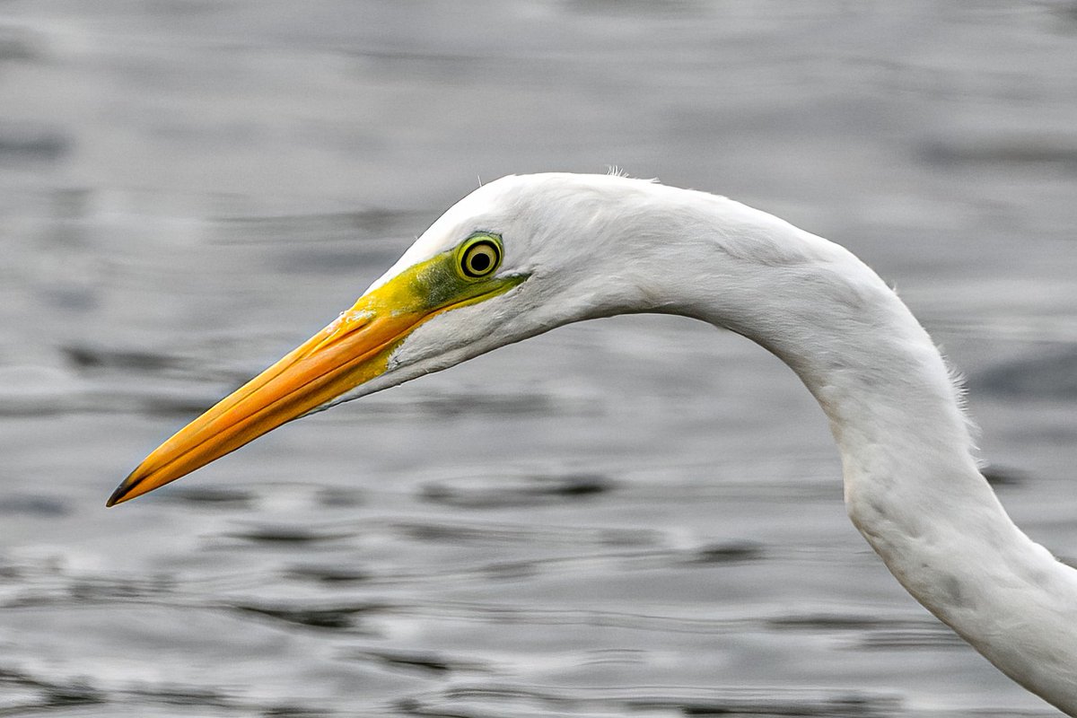 Davidc2827's tweet photo. #egret #wadingbirds #wildlifelovers #bird #BirdsSeenIn2022 #birds #wildlifephotography #wildlife #springwatch #youngwildlifephotographer #birdphotography #nature #birdslover #greategret #heron #birdsofengland #photography #birdwatching #birding #birds_captures https://t.co/HZYuokFr6Q