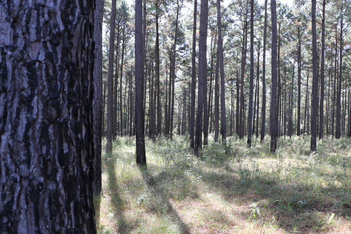 See real-time tons of carbon captured from the atmosphere and stored in Texas forests in our Texas Forest Carbon Clock here: texasforestinfo.tamu.edu/txforestcarbon… 🌳🌲

 #ForestryFactFriday