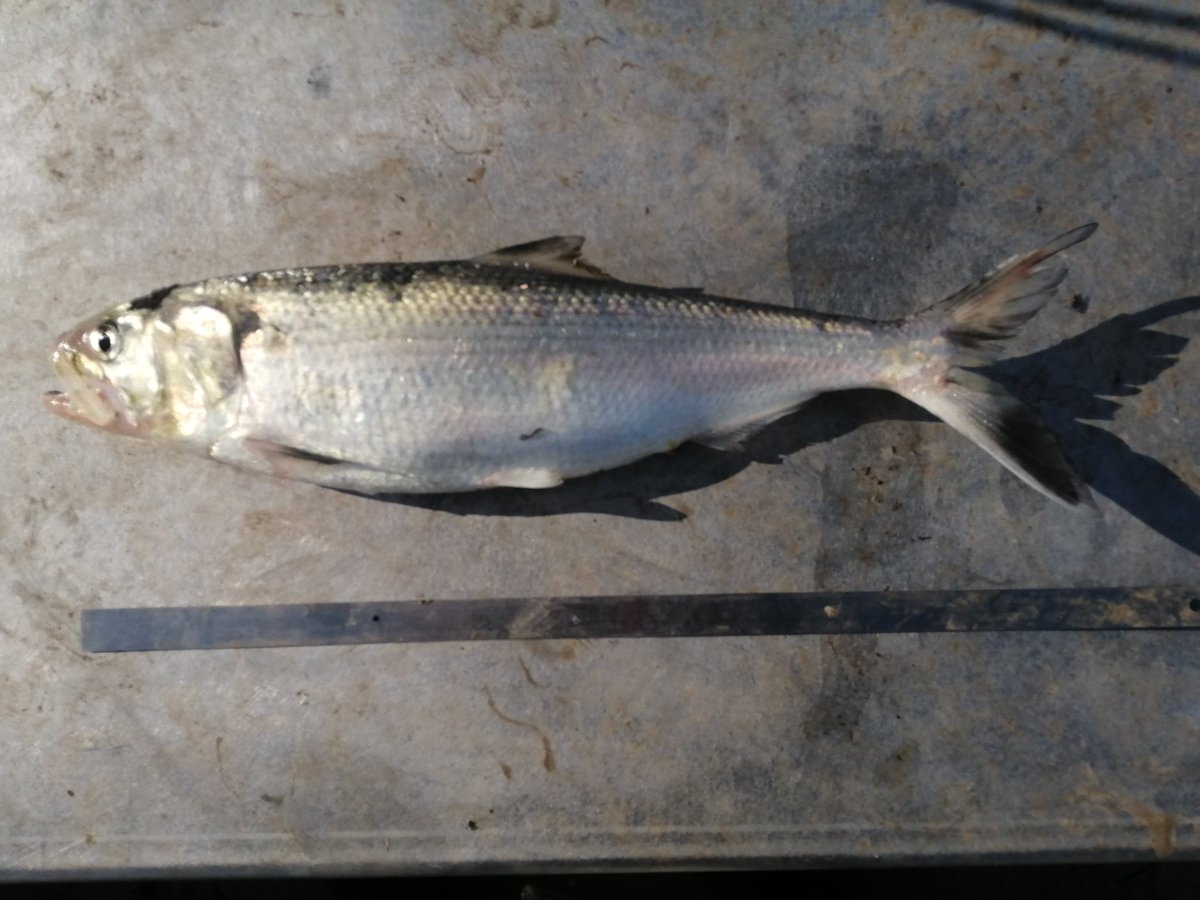 The #megapredator aims to evaluate the impact of the invasive  catfish on the migratory fishes. <a href="/MafaldaMoncada/">Mafalda Moncada Cordeiro</a> (1st pic, on the middle) will be looking at catfish diet, integrating metabarcoding and classical approach. A work supervised by <a href="/ManuelCurto4/">Manuel Curto</a> @MARE_centre