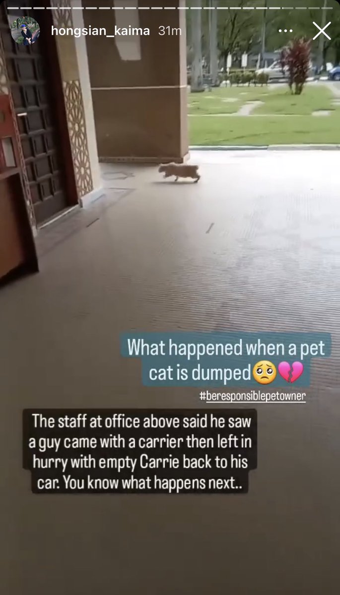 itsybitsymin's tweet photo. Ada sesiapa boleh foster atau adopt this cat? 

Kesian sgt2 ya allah, dia kena buang. 😩 He is terrified of the outside world. Sampai hati orang yang buat dia mcm ni. 😞 https://t.co/NKYeKajWmU