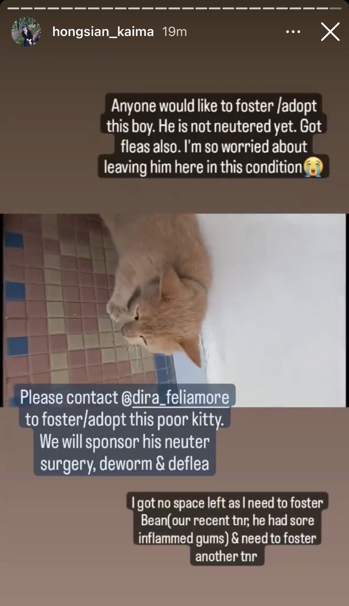 itsybitsymin's tweet photo. Ada sesiapa boleh foster atau adopt this cat? 

Kesian sgt2 ya allah, dia kena buang. 😩 He is terrified of the outside world. Sampai hati orang yang buat dia mcm ni. 😞 https://t.co/NKYeKajWmU