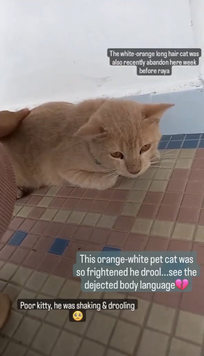 itsybitsymin's tweet photo. Ada sesiapa boleh foster atau adopt this cat? 

Kesian sgt2 ya allah, dia kena buang. 😩 He is terrified of the outside world. Sampai hati orang yang buat dia mcm ni. 😞 https://t.co/NKYeKajWmU