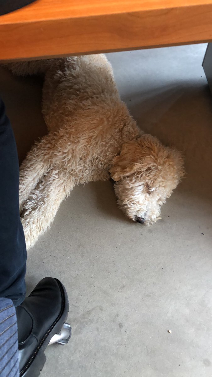 edbergers's tweet photo. vandaag is Nova bij ons op t bureau, eerste dag van haar #snuffelstage https://t.co/dQ9YOCNe8X