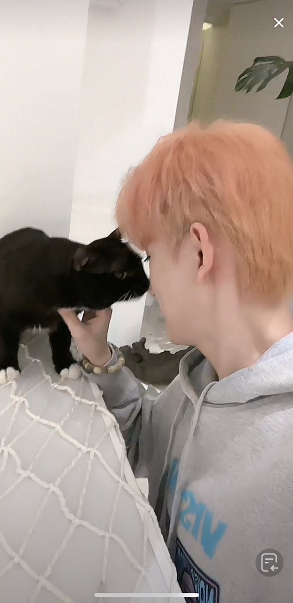 mackerelIl's tweet photo. 이자식 고양이 아니야
자꾸 부비적거려 https://t.co/5SyvpoVYZj