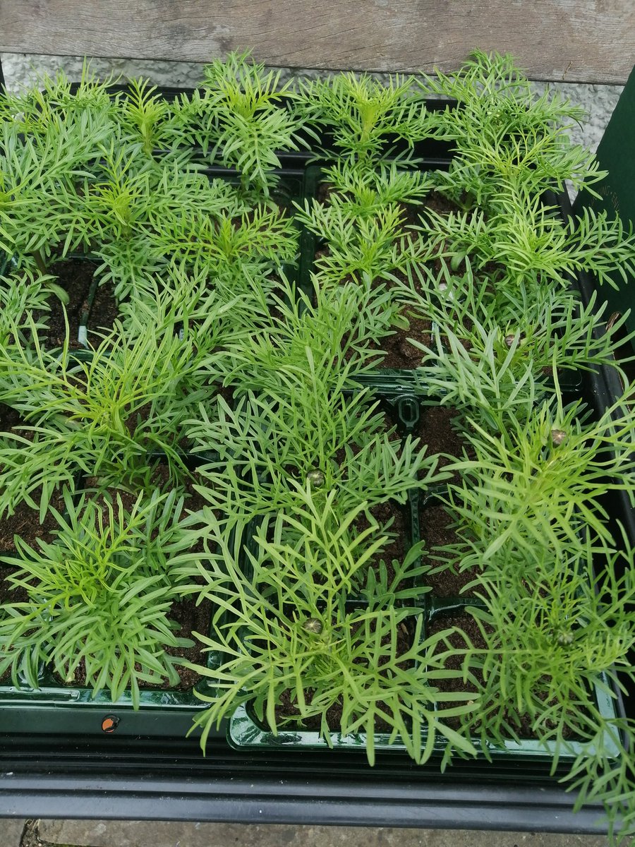 susan metcalfe on Twitter "Cosmos! I've been raiding Cash Hardware. My