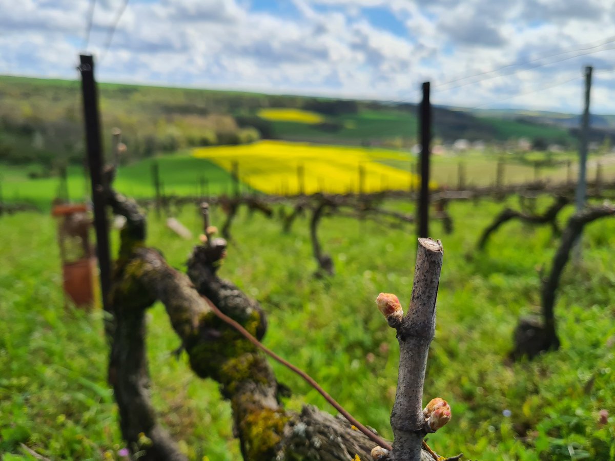 benoit51390's tweet photo. Toujours mettre un peu de jaune pour le contraste!
#Colza
#Champagne
📸 1️⃣
📍#Treslon
📌#LaFosseSaintNicaise
🍇#PinotNoir
📸 2️⃣
📍#Lhéry
📌#LesMonets
🍇#Meunier https://t.co/VY6z2vp7xi
