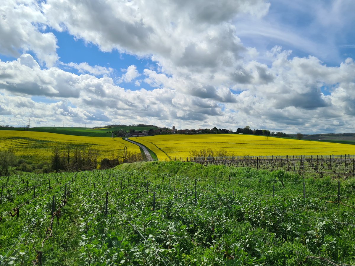 benoit51390's tweet photo. Toujours mettre un peu de jaune pour le contraste!
#Colza
#Champagne
📸 1️⃣
📍#Treslon
📌#LaFosseSaintNicaise
🍇#PinotNoir
📸 2️⃣
📍#Lhéry
📌#LesMonets
🍇#Meunier https://t.co/VY6z2vp7xi