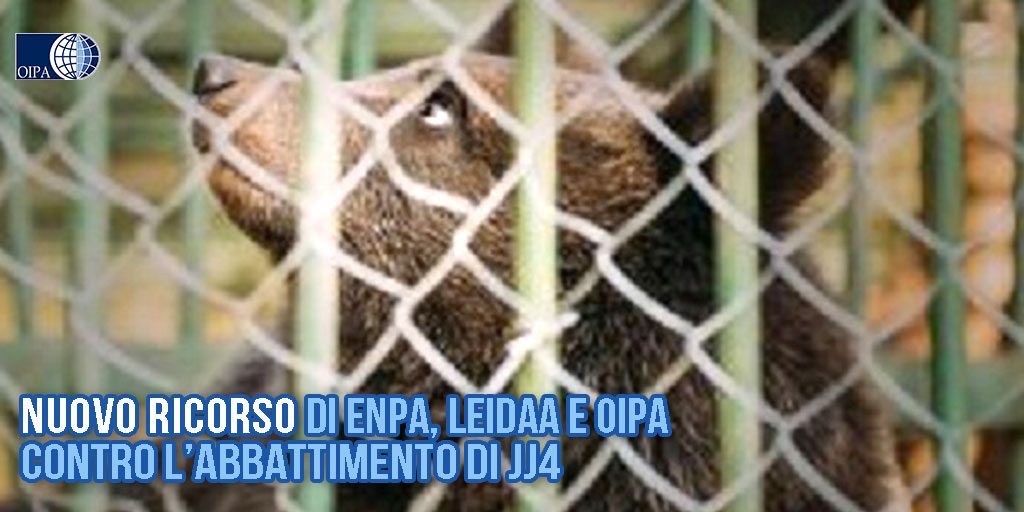 OIPAItalia's tweet photo. JJ4, nuovo ricorso di ENPA , LEIDAA e OIPA contro l’abbattimento 👉https://t.co/3bGZV1Skls https://t.co/N3IVIZyo1L