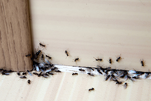 AdvantageInsCF's tweet photo. Tips to Get Rid of Ants
The ants go marching one by one … right into your living room. Here’s how to make them go away: https://t.co/cOr33aQ95s https://t.co/JtO09ObivY