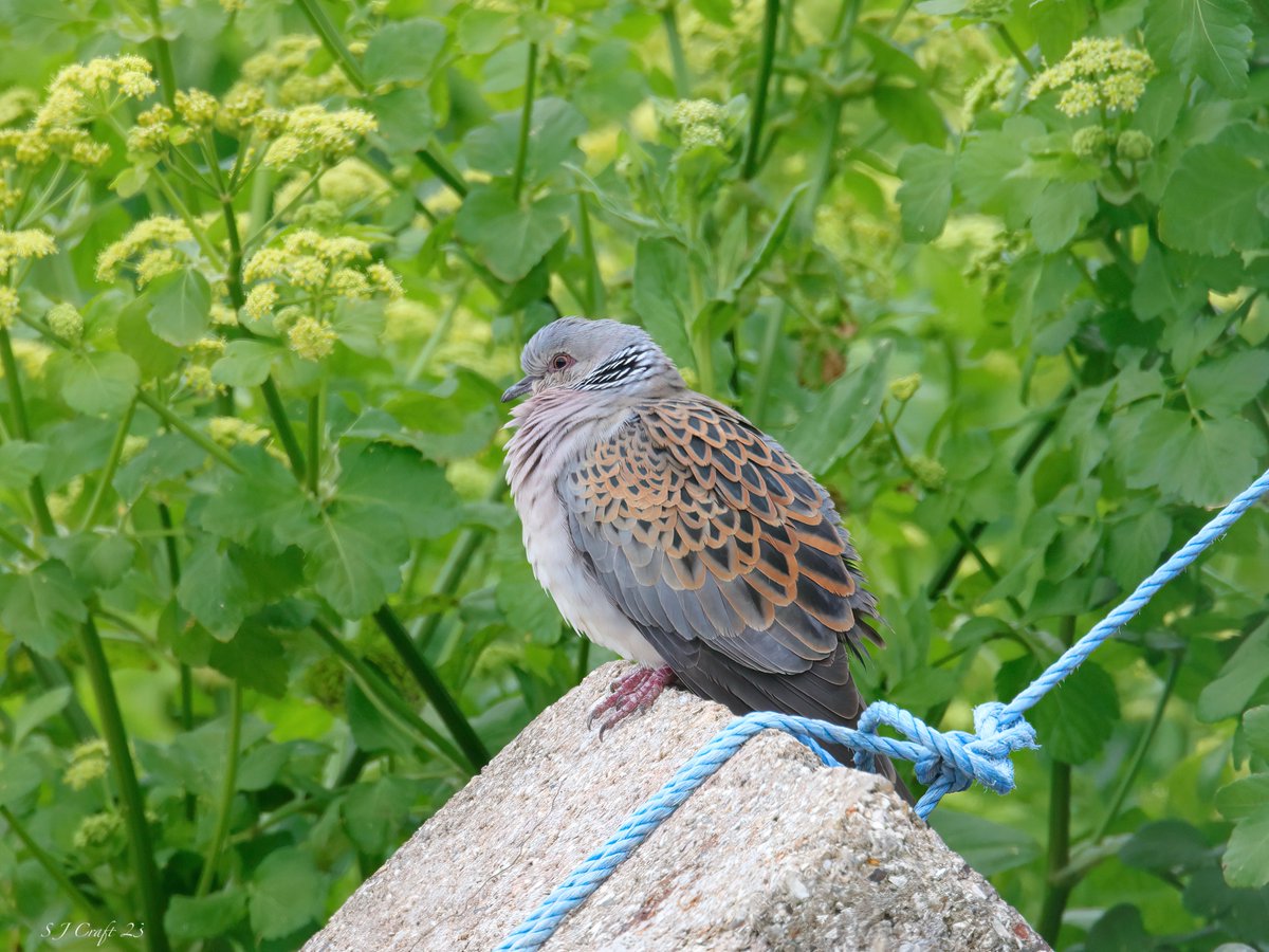 Simon (@therockinbirder) on Twitter photo A ropey old shot of a Turtle dove on a building site on Portland this Pm <a href="/PortlandBirdObs/">Portland Bird Observatory</a> <a href="/SightingDOR/">Dorset Wildlife Spot</a> A ropey old shot of a Turtle dove on a building site on Portland this Pm <a href="/PortlandBirdObs/">Portland Bird Observatory</a> <a href="/SightingDOR/">Dorset Wildlife Spot</a>